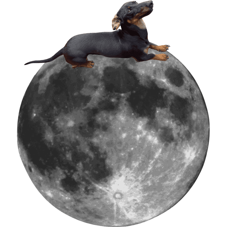 SausageDoggy_img