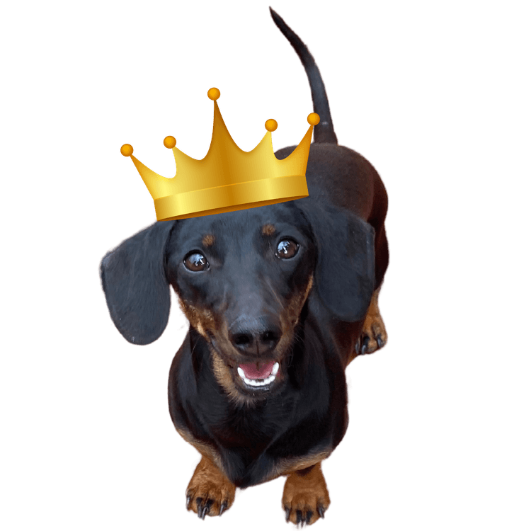 SausageDoggy_img